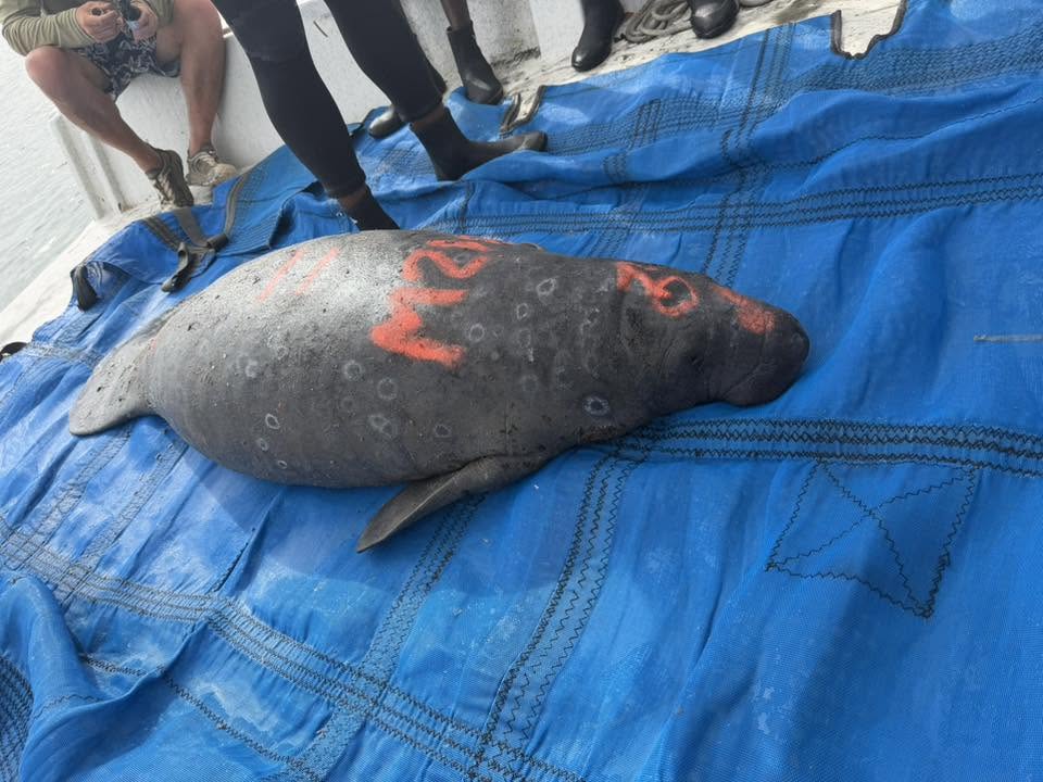 A male manatee on the exam tarp the day Jacob field-tested the breath tracker.