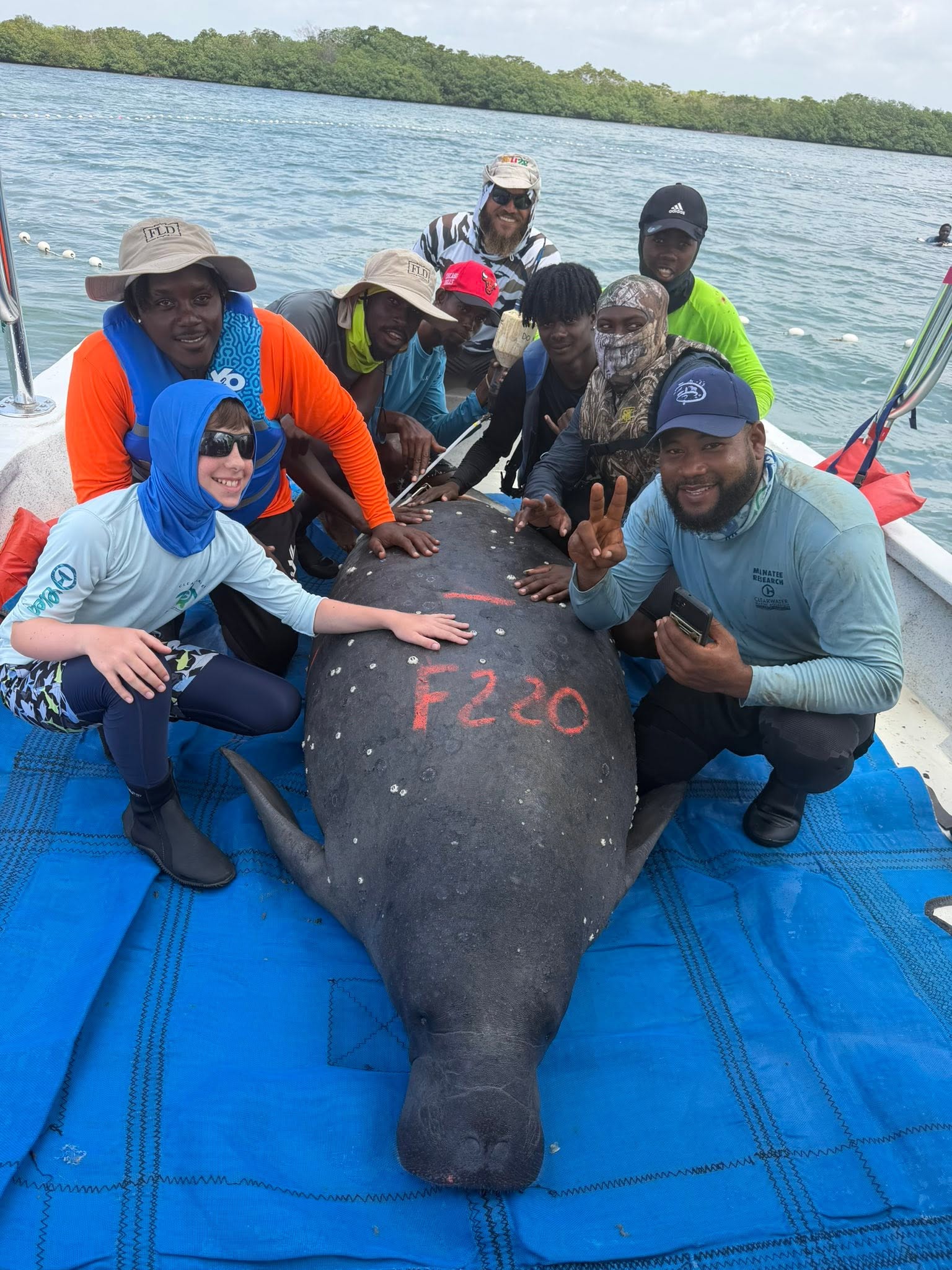 Field team with Jacob and a large female manatee marked F220 during a Belize assessment