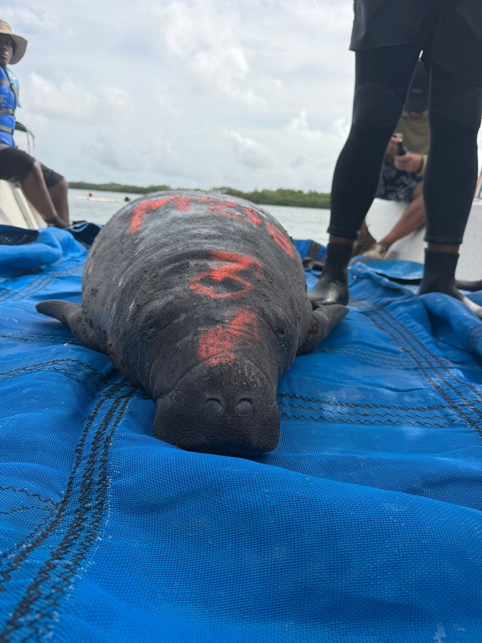 Close view of a manatee on a research boat during a health exam, with the snout toward the camera
