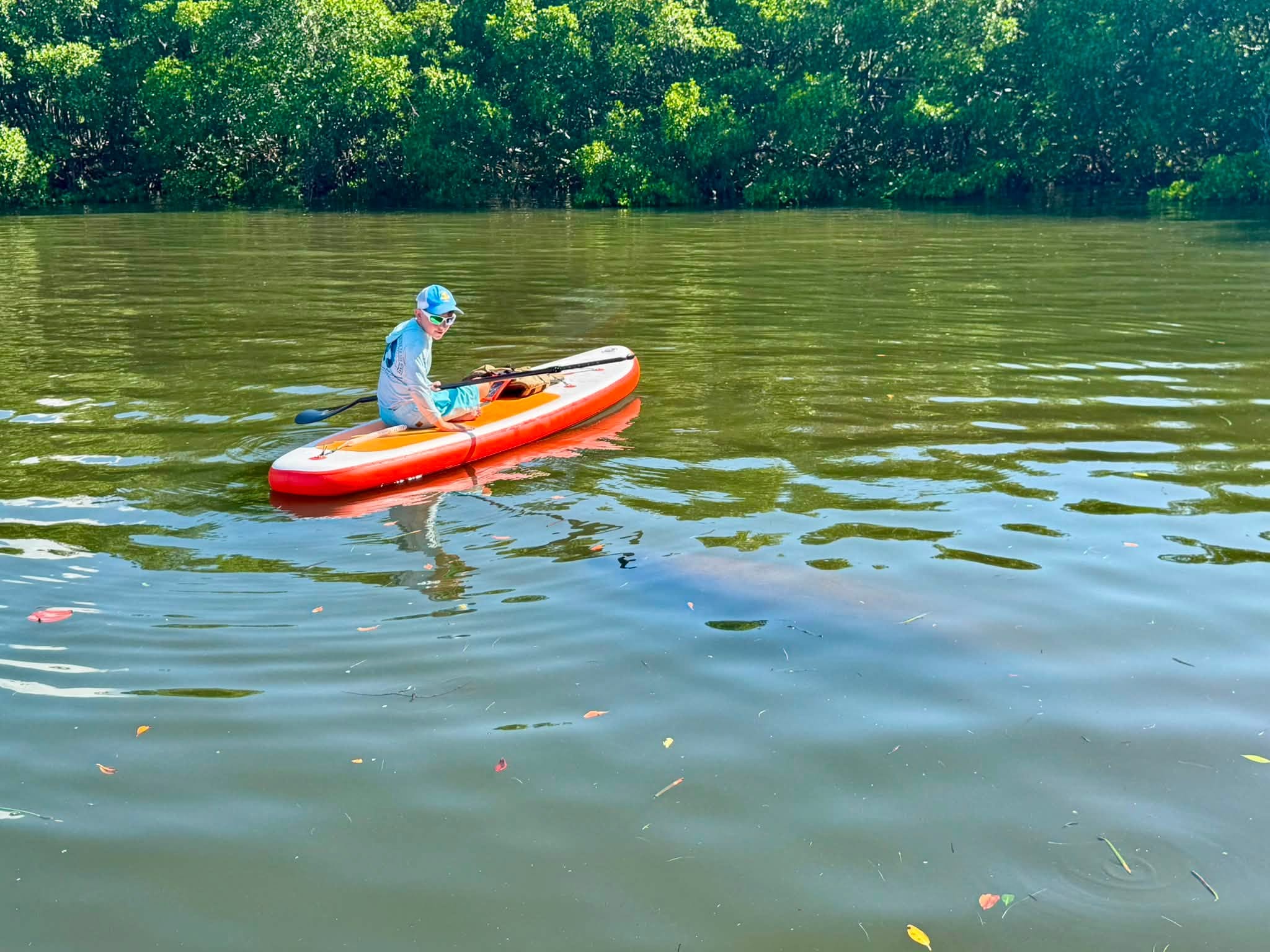 A manatee under the paddleboard in mangrove water near Clearwater.