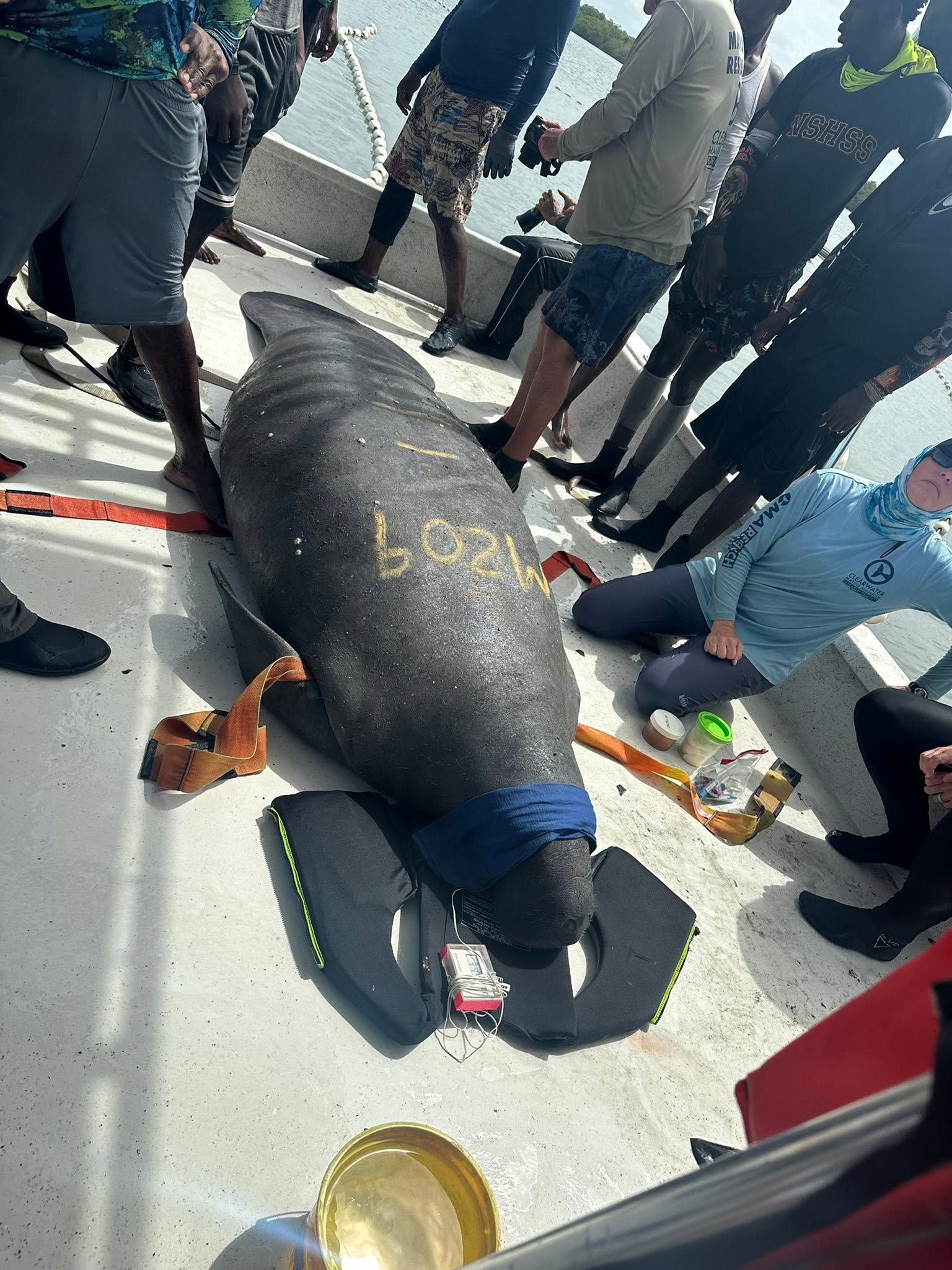 Health assessment on the boat — identification mark M209 and monitoring gear.